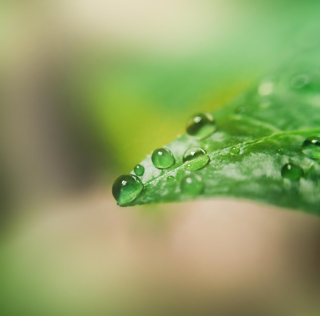 Gouttes d'eau sur une feuille dans une macro