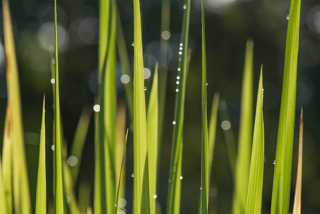 Gouttes d&#39;eau sur une feuille d&#39;herbe verte dans la matinée avec flou bokeh