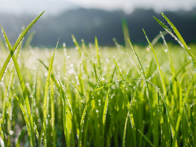 Gouttes d'eau sur une feuille d'herbe verte le matin avec flou bokeh