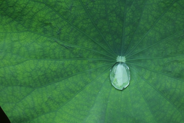 Gouttes d'eau sur feuille de lotus en saison estivale