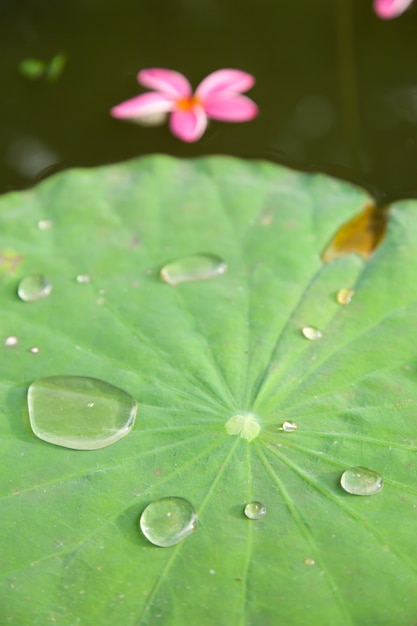 Gouttes d&#39;eau sur une feuille de lotus.