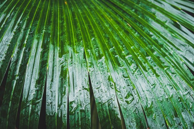 Gouttes d'eau sur une feuille de palmier verte.