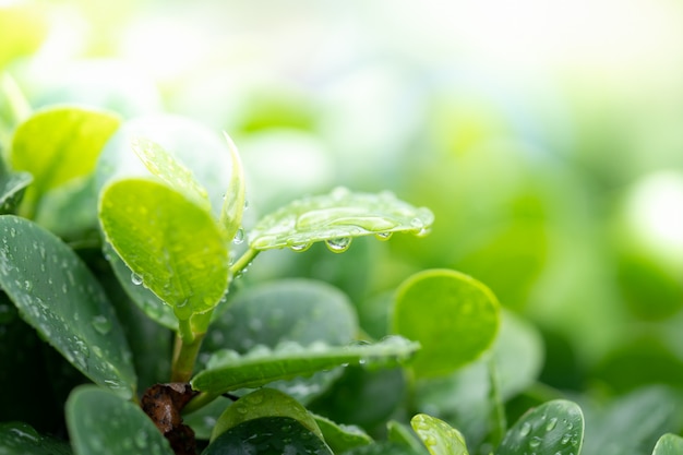 Gouttes d&#39;eau sur une feuille verte pour la nature et la fraîcheur