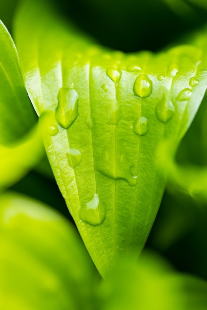 Gouttes d'eau sur feuille verte