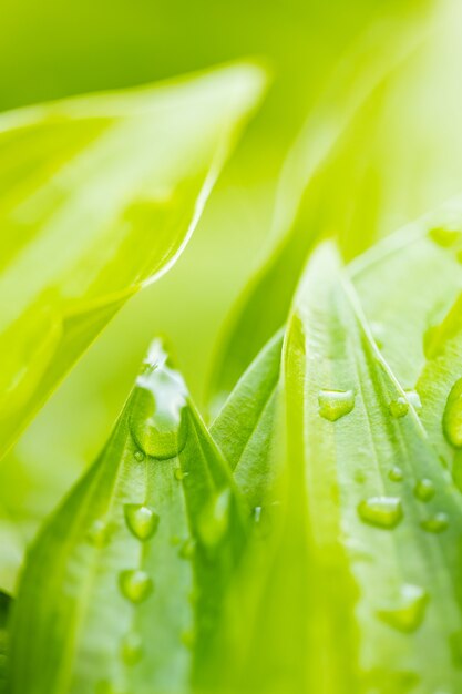 Gouttes d'eau sur feuille verte