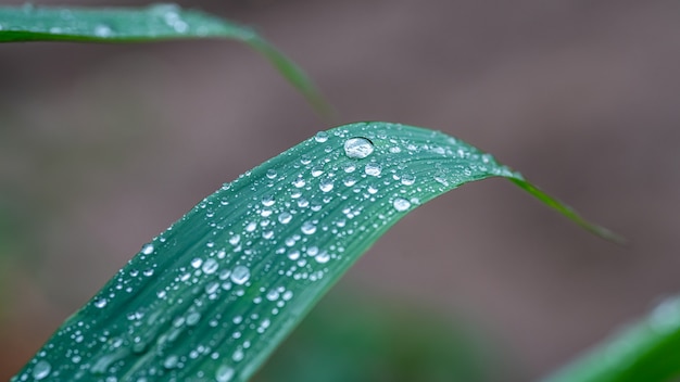 Gouttes d'eau sur la feuille verte