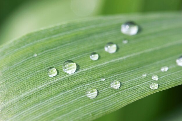 Gouttes d'eau sur feuille verte