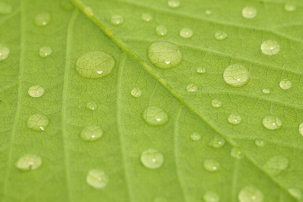 Gouttes d'eau sur une feuille