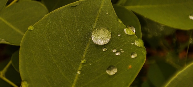 Photo gouttes d'eau sur la feuille