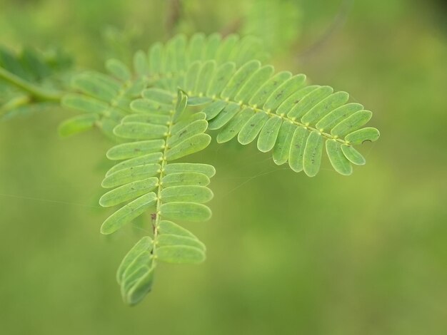 Photo gouttes d'eau d'une feuille