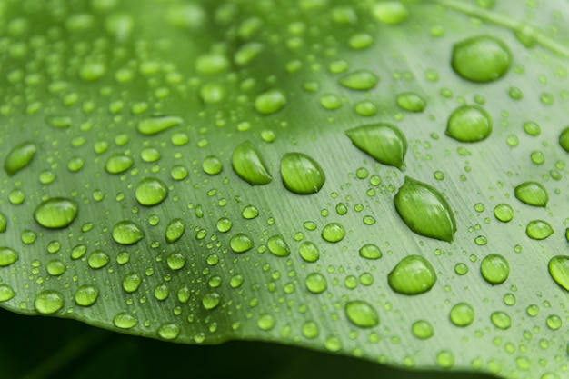 Gouttes D'eau Sur Les Feuilles Dans La Nature.