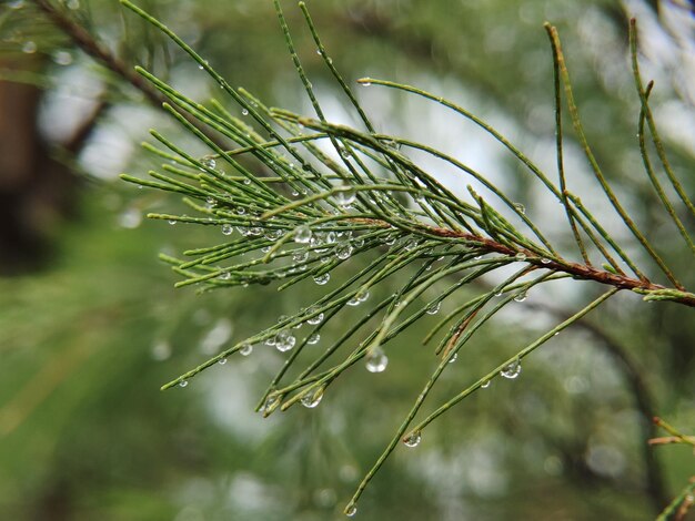 Des gouttes d'eau sur les feuilles le matin.