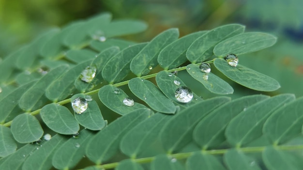 Des gouttes d'eau sur les feuilles le matin.