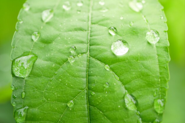 Gouttes d&#39;eau sur les feuilles. nature verte