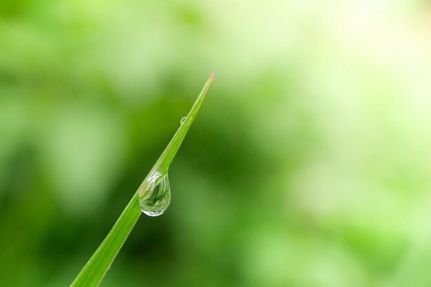 Gouttes d&#39;eau sur les feuilles. nature verte