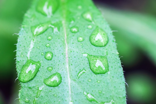 Gouttes d'eau sur les feuilles des plantes.