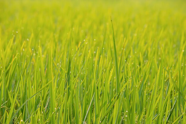 Gouttes d&#39;eau sur les feuilles de riz dans le champ