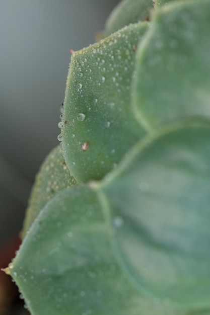 gouttes d'eau sur les feuilles d'une succulente