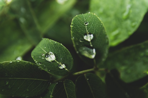 Gouttes d&#39;eau sur les feuilles vertes dans la forêt