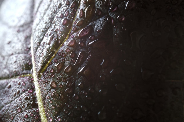 Gouttes d'eau sur les feuilles vertes. fermer.