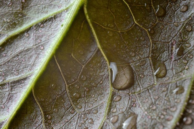 gouttes d'eau sur les feuilles vertes. fermer.