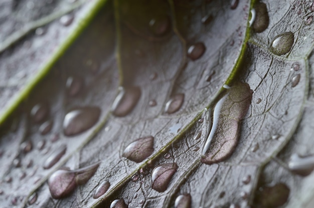 gouttes d'eau sur les feuilles vertes. fermer.