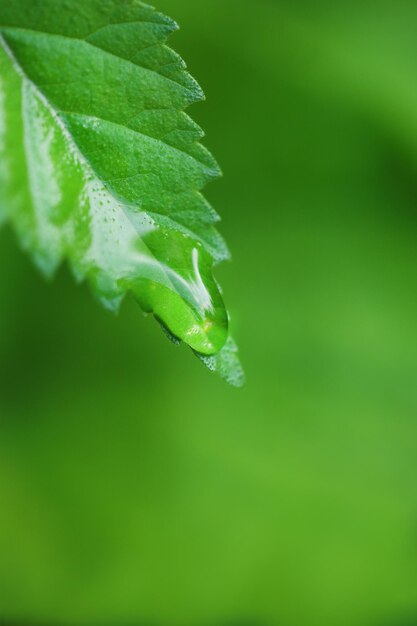 Gouttes d'eau sur des feuilles vertes fraîches sur fond clair