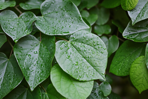 Gouttes d'eau sur les feuilles vertes