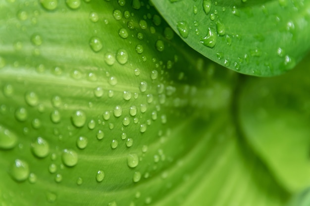 Gouttes d&#39;eau sur les feuilles vertes.