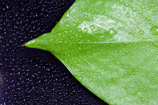 Gouttes d'eau sur les feuilles vertes.