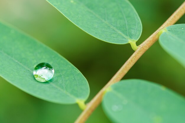 Gouttes d'eau sur les feuilles vertes.