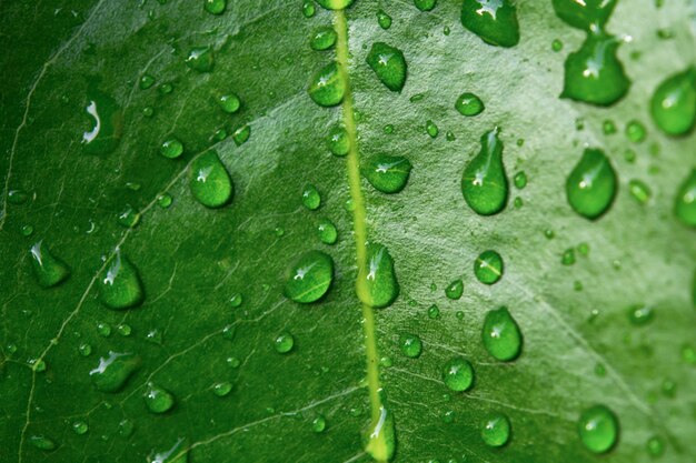 Gouttes d'eau sur les feuilles vertes.