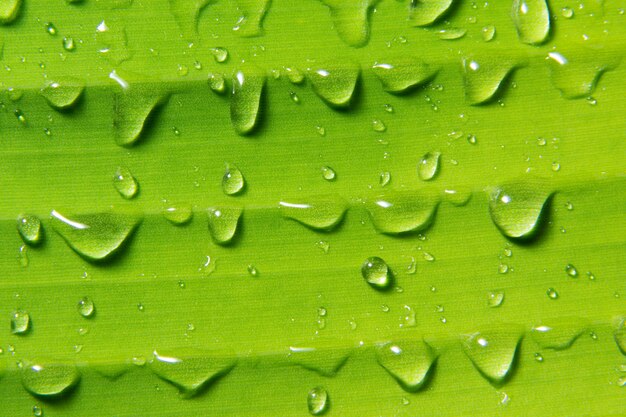 Gouttes d&#39;eau sur les feuilles