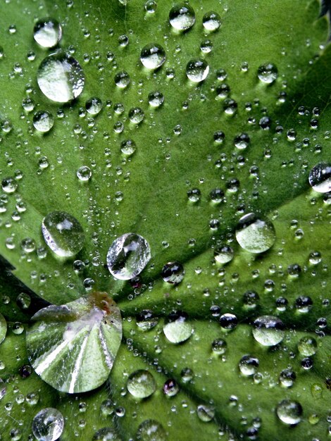 Photo des gouttes d'eau sur les feuilles