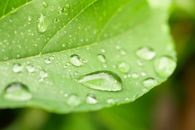 Gouttes d'eau sur les feuilles