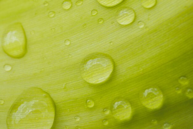 Gouttes d'eau sur les feuilles