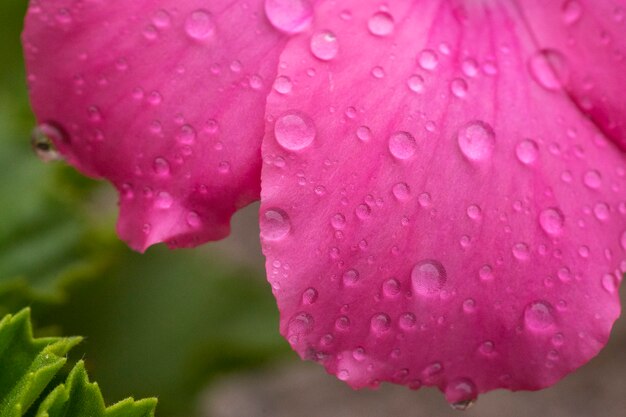 Gouttes d'eau sur fleur rose