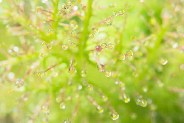 Gouttes d&#39;eau sur une fleur