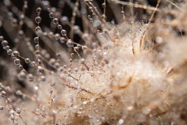 Gouttes d&#39;eau sur une fleur