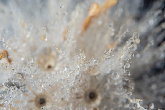 Gouttes d&#39;eau sur une fleur