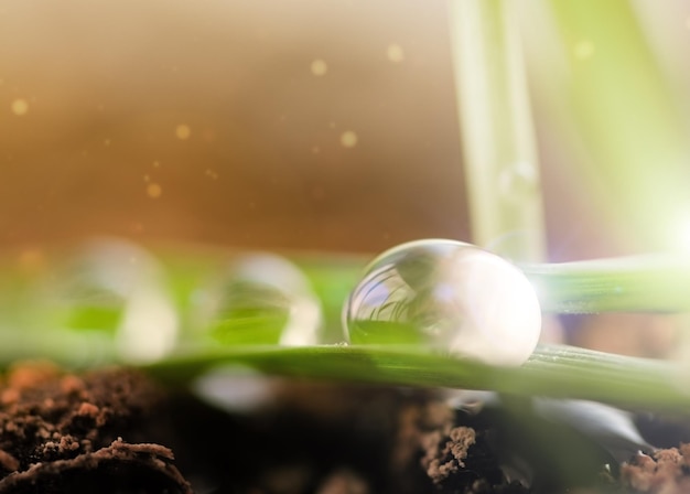 Gouttes d'eau sur fond de fée gras vert