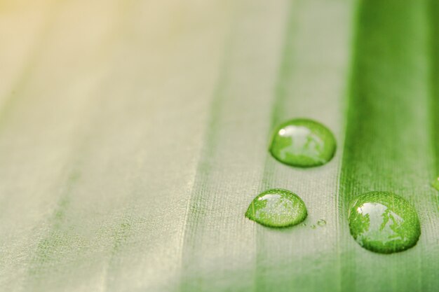 Gouttes d'eau sur fond de feuille de bananier avec lumière du soleil