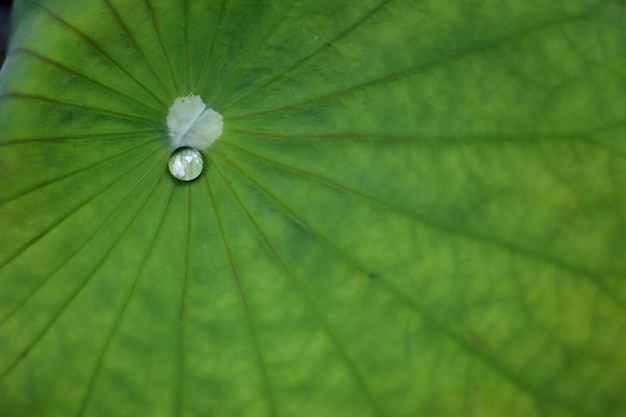 Gouttes d&#39;eau sur fond de feuille verte