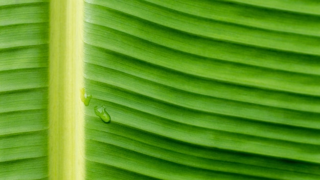 Gouttes d&#39;eau sur fond de feuilles de bananier vert