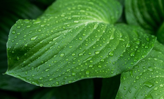 Gouttes d'eau sur fond de nature feuille verte