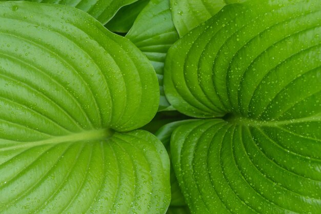 Gouttes d'eau sur un gros plan de feuille verte