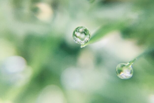 Des gouttes d'eau sur de l'herbe à lames en macrophotographie