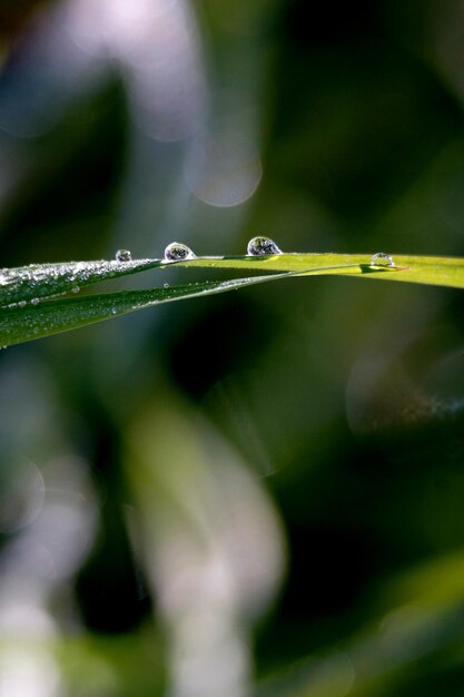 Des gouttes d'eau sur une herbe matinale