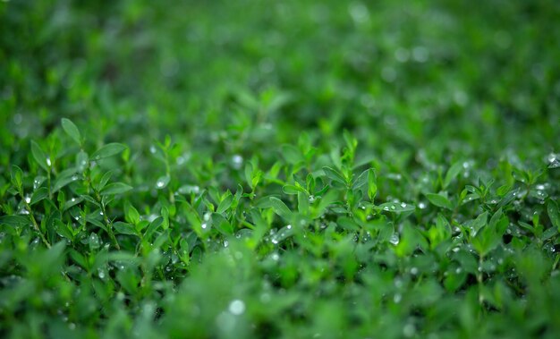 Gouttes d'eau sur l'herbe de renouée Arrière-plan flou Macro Jardin Jardin floriculture