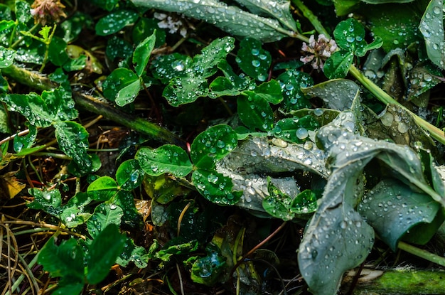 Gouttes d'eau sur une herbe verte après la pluie